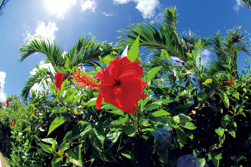 亜熱帯ガーデン